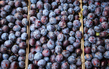 Fototapeta premium Ripe fresh plums close-up, top view. Macro photo food fruit plum. Texture background of fresh blue plums. Crates full of ripe blue plums after harvest.