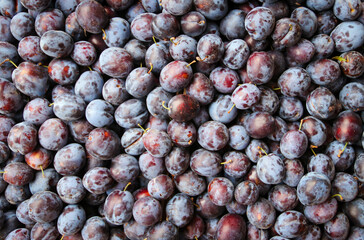 Ripe fresh plums close-up, top view. Macro photo food fruit plum. Texture background of fresh blue plums. Crates full of ripe blue plums after harvest.
