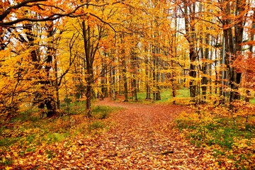 Autumn forest on the way to Bukowe Berdo, Bieszczady Mountains