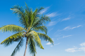 Fototapeta na wymiar Green palm or coconut tree stand with clearly could and blue sky background in summer with copy space