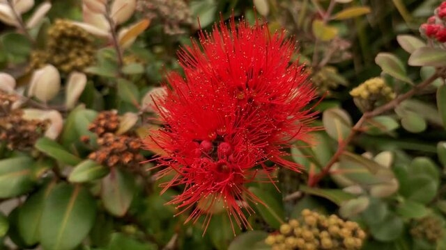 Pohutukawa tree in blossom, New Zealand Christmas tree, spring and summer tree in Auckland. 