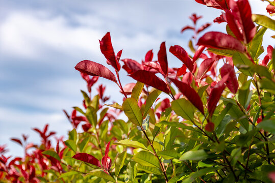 Vert et rouge. Le photinia est un arbuste, ou un petit arbre dressé ou buissonnant jusqu'au sol formant une boule de feuilles et de fleurs.