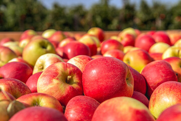 Wooden harvest box completely filled with freshly picked apples on the edge of an apple orchard. The photo was taken at the end of the summer season in the Dutch province of Gelderland.