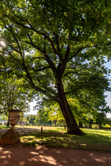 Arbre chêne centenaire dans un parc à Metz sous le soleil en format portrait