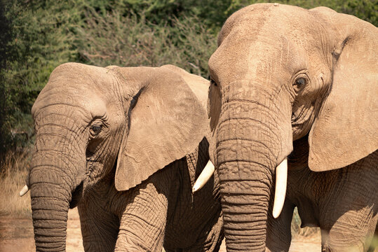 African elephants,  walking through the lush grasslands of Etosha National Park, Namibia.