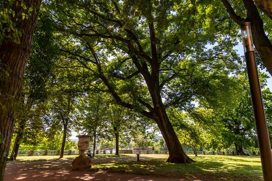 Arbre ch&ecirc;ne centenaire dans un parc &agrave; Metz