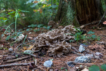 hen of the woods mushroom