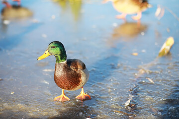 Ducks on the lake in winter, a flock of ducks is preparing to fly to warm countries, wild ducks winter on a warm pond, many birds on the pond