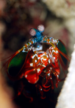 Close-up of a Peacock Mantis Shrimp (Odontodactylus scyllarus, aka Harlequin Mantis Shrimp). Triton Bay, West Papua, Indonesia