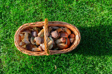 Steinpilz und Maronen-Röhrling in einem Flechtkorb