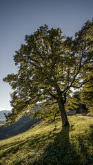 Baum im Spätsommer fotografiert gegen das Sonnenlicht.