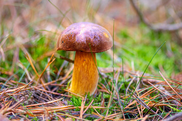 ein Steinpilz im Wald gefunden, umgeben von Moos und Gras