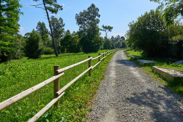 Fototapeta na wymiar A path in a pine forest