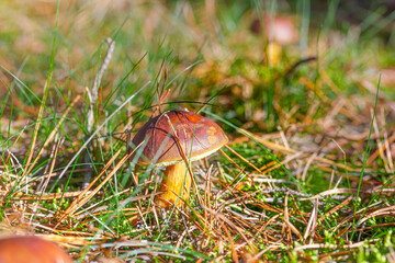Maronen-Röhrling im Wald gefunden, umgeben von Moos und Gras	