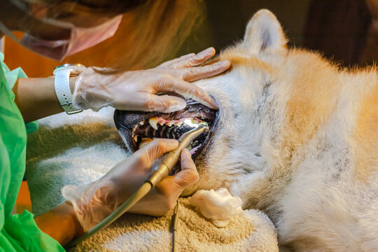 ein Zahnarzt entfernt bei einem Hund (Akita Inu) Zahnstein 