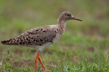 Ruff (Calidris pugnax) feeding in its natural habitat