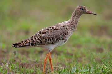 Ruff (Calidris pugnax) feeding in its natural habitat