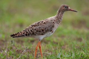 Ruff (Calidris pugnax) feeding in its natural habitat