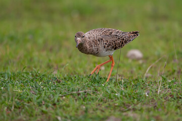 Ruff (Calidris pugnax) feeding in its natural habitat