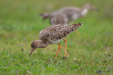 Ruff (Calidris pugnax) feeding in its natural habitat