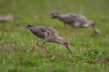 Ruff (Calidris pugnax) feeding in its natural habitat