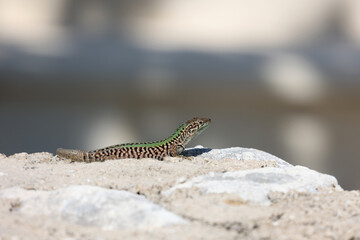 Green lizard sits on rocks and bask in the sun