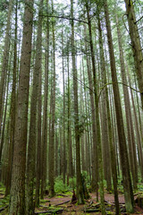 真っ直ぐに長い木