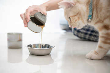 Close up hand women pour the soup into the container and feed the cat for to eat and a silver American shorthair cat is walking to a healthy meal : Feeding healthy food for pets