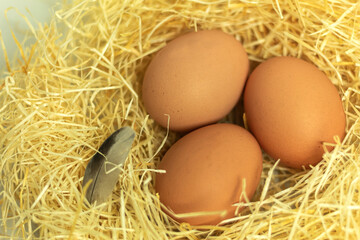 Fresh chicken eggs from a farm in the countryside, close-up