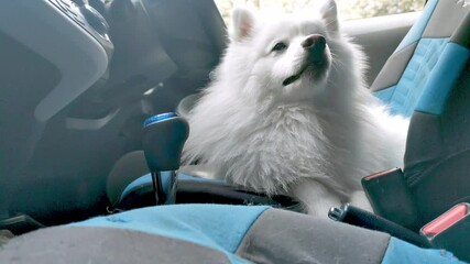 Japanese spitz samoed puppy in a car waiting for owner, travel concept, dog safety, pup ready for road trip. 