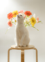 白猫と花　デイジー　白背景