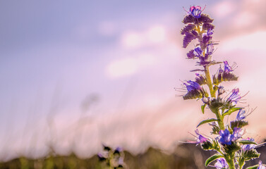 LANDSCAPE NATURE
