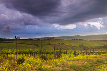 Fototapeta premium vineyard in autumn