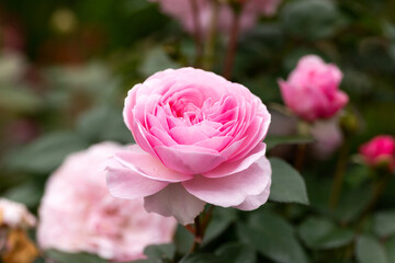 english shrub pink Olivia rose Austin in summer cottage garden