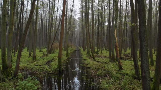 Slow flight between of alder trees and a straight river among the magical forest. Cloudy autumn day. Trees broken by the wind