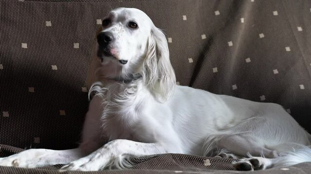 Fixed shot of a white polo English Setter dog lying on a sofa relaxing on a sofa.