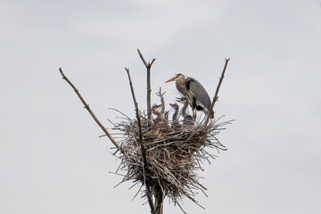 Blue Heron with babies in nest - 457849738