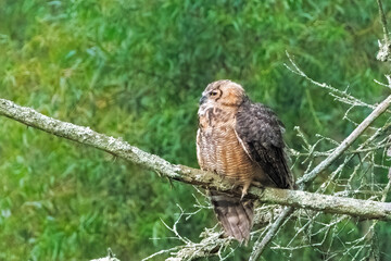 Great Horned Owl Juvenile - 457849914