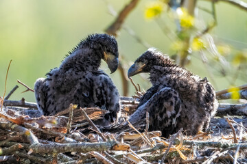 Bald Eagle Babies - 457849966