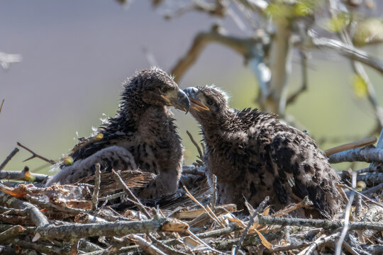 Sibling Secrets-Bald Eagle Babies