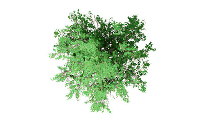 3D tree top view isolated on white background, for use visualization in architectural design	
