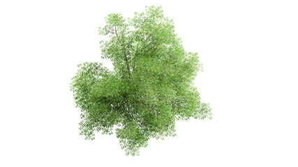 Fototapeta premium 3D tree top view isolated on white background, for use visualization in architectural design 