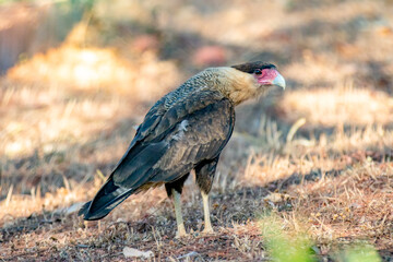 Isolated carcará falcon (Caracara plancus) in selective focus with depth blur