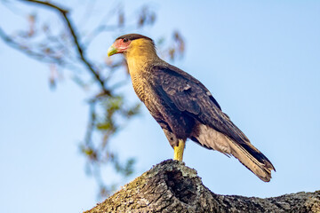 Isolated carcará falcon (Caracara plancus) in selective focus with depth blur on blue sky background