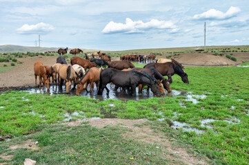 herd of horses