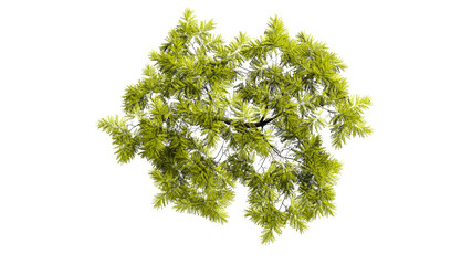 3D tree top view isolated on white background, for use visualization in architectural design	
