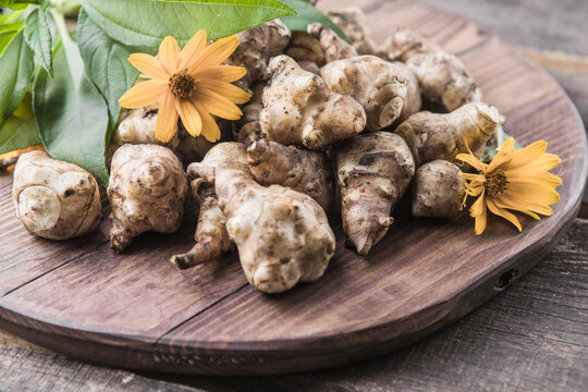 Jerusalem artichoke tubers. Freshly harvested roots of Helianthus tuberosus, also known as sunroot, sunchoke, earth apple, topinambur or lambchoke. Used as a root vegetable.