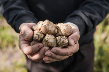 Jerusalem artichoke tubers in hands. Freshly harvested roots of Helianthus tuberosus, also known as...