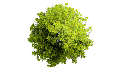 Obraz premium Top view 3D tree isolated on white background, for use visualization in architectural design 