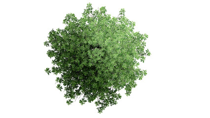 Top view 3D tree isolated on white background, for use visualization in architectural design	
